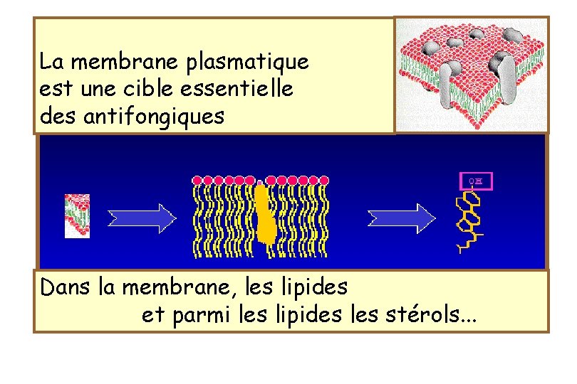 La membrane plasmatique est une cible essentielle des antifongiques Dans la membrane, les lipides