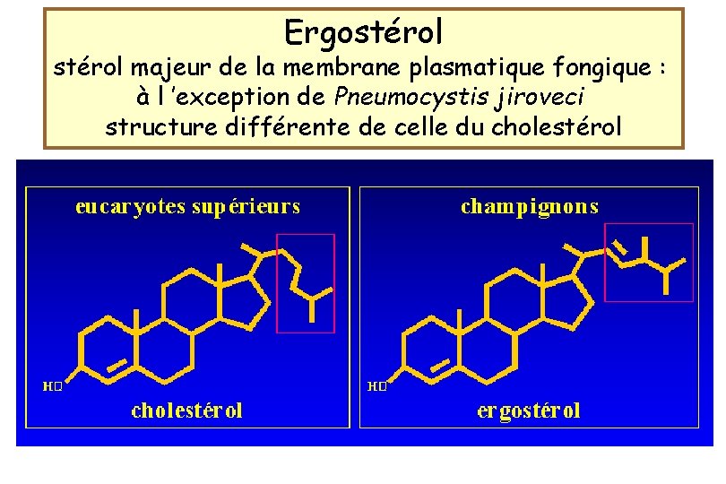 Ergostérol majeur de la membrane plasmatique fongique : à l ’exception de Pneumocystis jiroveci