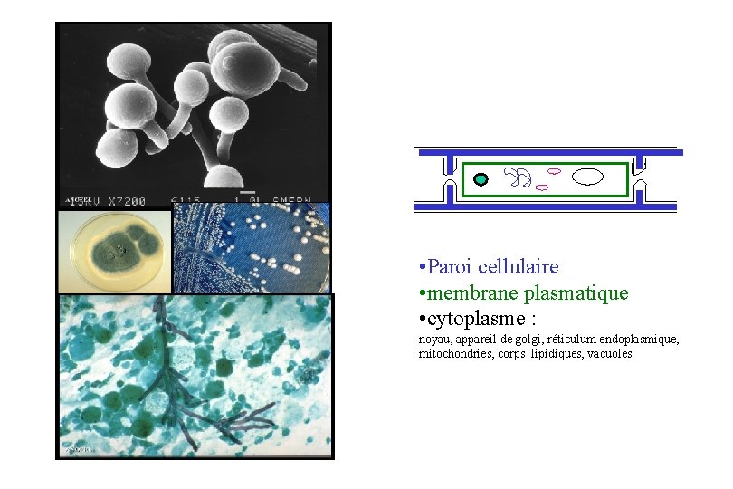  • Paroi cellulaire • membrane plasmatique • cytoplasme : noyau, appareil de golgi,