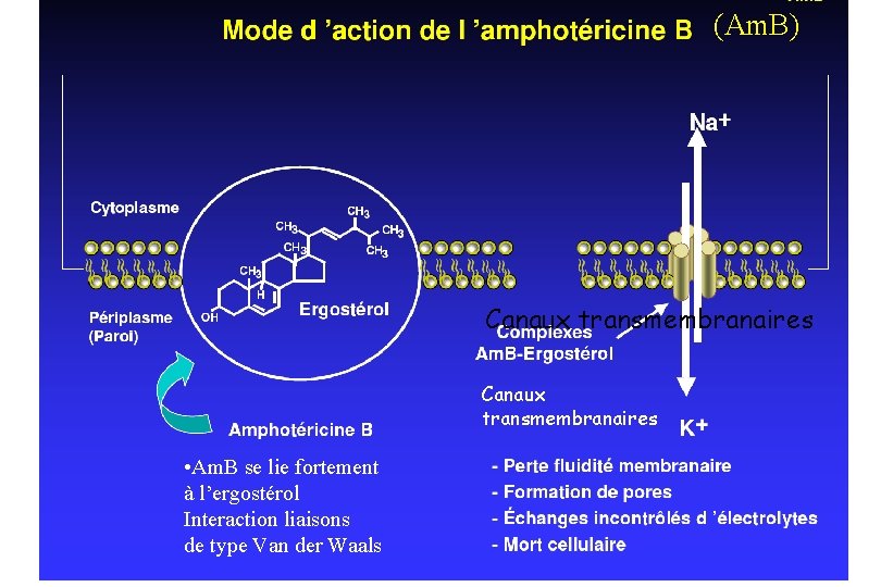 (Am. B) Canaux transmembranaires • Am. B se lie fortement à l’ergostérol Interaction liaisons