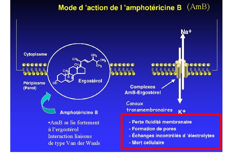 (Am. B) Canaux transmembranaires • Am. B se lie fortement à l’ergostérol Interaction liaisons