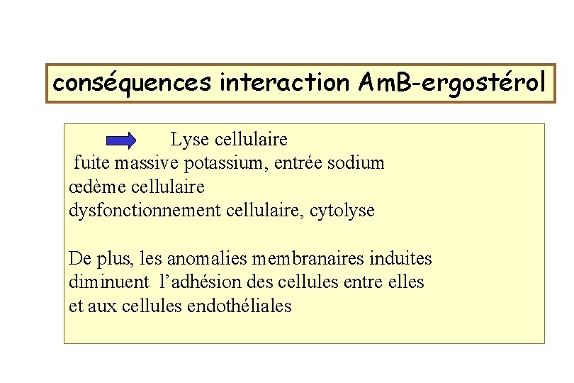 conséquences interaction Am. B-ergostérol Lyse cellulaire fuite massive potassium, entrée sodium œdème cellulaire dysfonctionnement