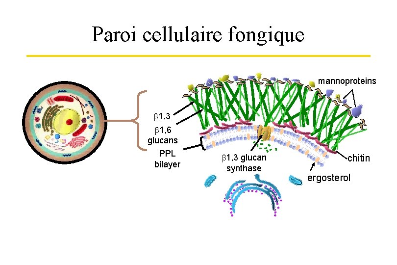 Paroi cellulaire fongique mannoproteins 1, 3 1, 6 glucans PPL bilayer 1, 3 glucan
