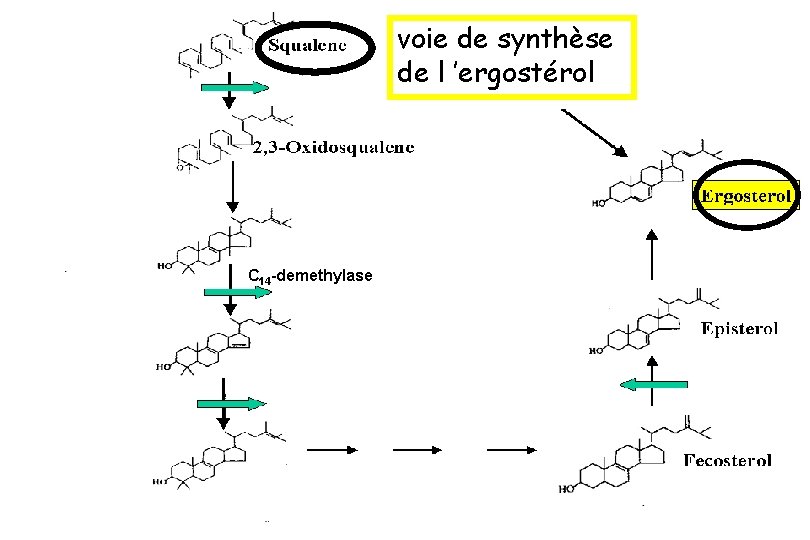 voie de synthèse de l ’ergostérol Thiocarbamates C 14 -demethylase enzyme P 450 -dépendante