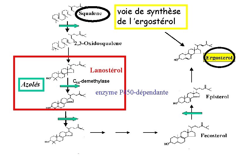 voie de synthèse de l ’ergostérol Thiocarbamates Lanostérol Azolés C 14 -demethylase enzyme P