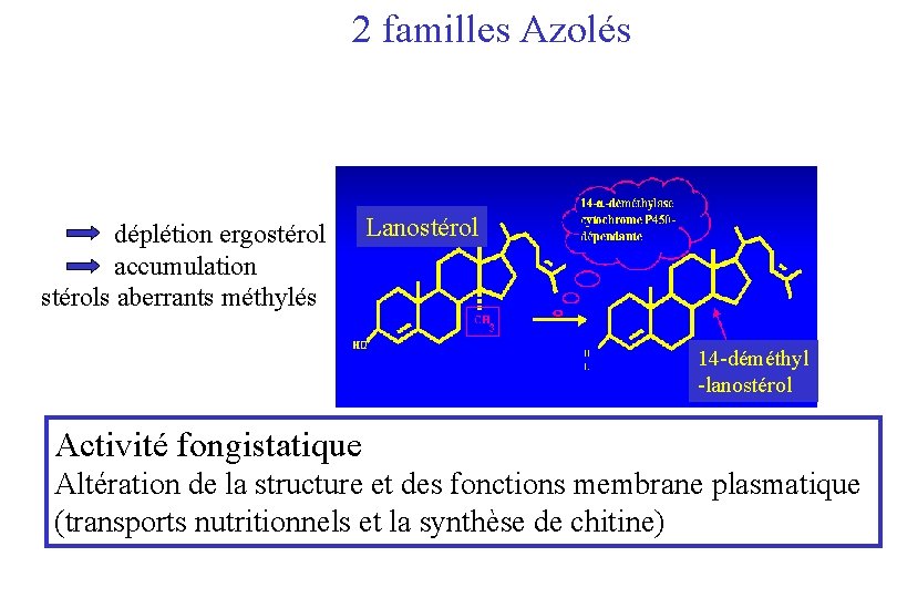  2 familles Azolés déplétion ergostérol accumulation stérols aberrants méthylés Lanostérol 14 -déméthyl -lanostérol