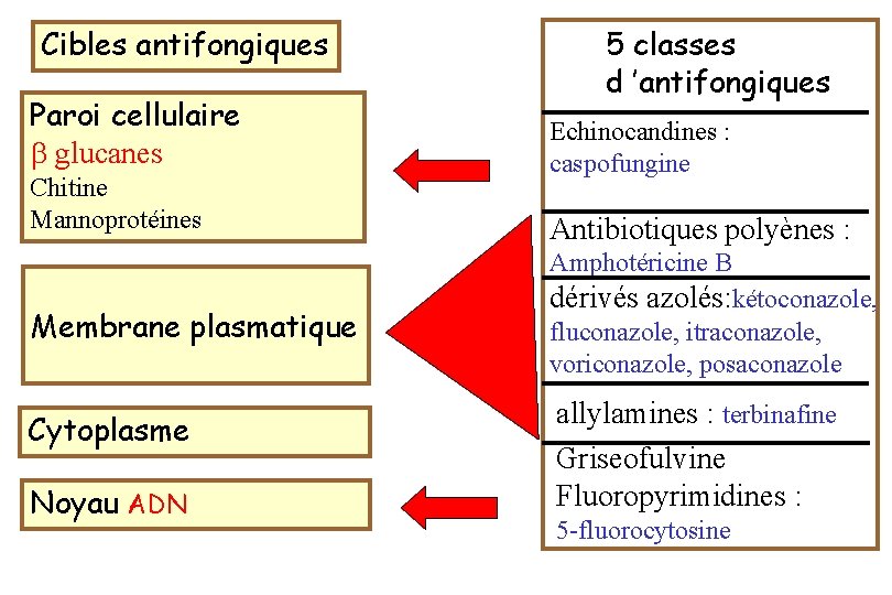Cibles antifongiques Paroi cellulaire glucanes Chitine Mannoprotéines Membrane plasmatique Cytoplasme Noyau ADN 5 classes