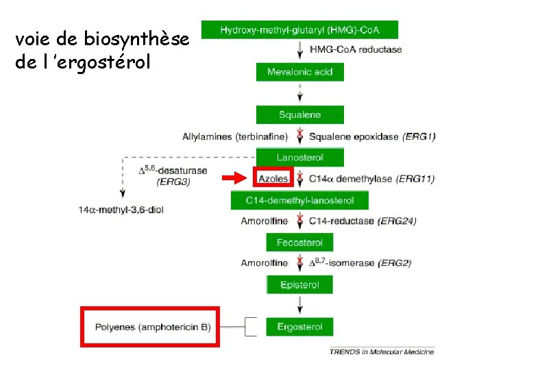 voie de biosynthèse de l ’ergostérol 