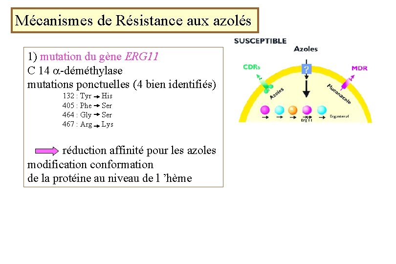 Mécanismes de Résistance aux azolés 1) mutation du gène ERG 11 C 14 -déméthylase