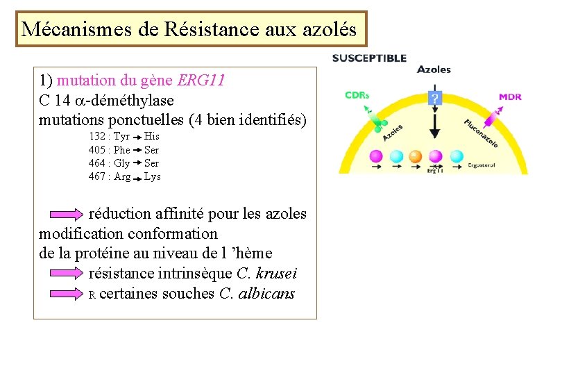 Mécanismes de Résistance aux azolés 1) mutation du gène ERG 11 C 14 -déméthylase