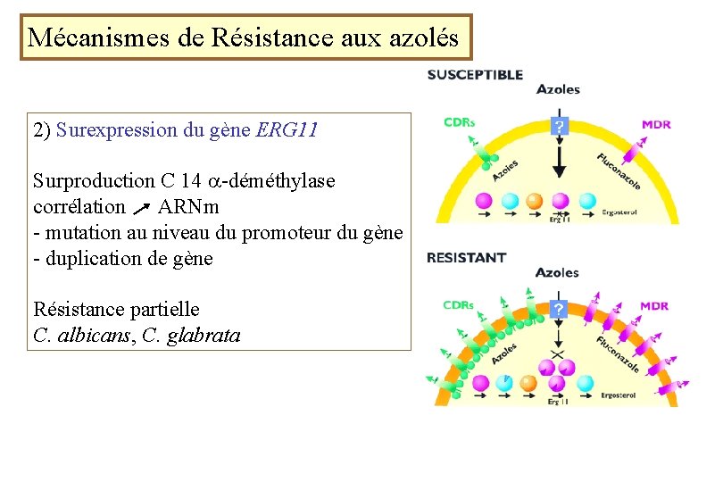 Mécanismes de Résistance aux azolés 2) Surexpression du gène ERG 11 Surproduction C 14