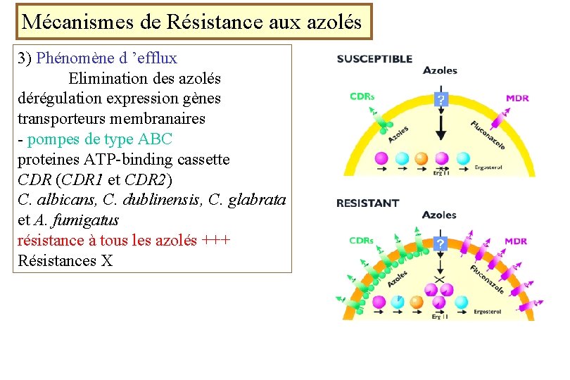 Mécanismes de Résistance aux azolés 3) Phénomène d ’efflux Elimination des azolés dérégulation expression