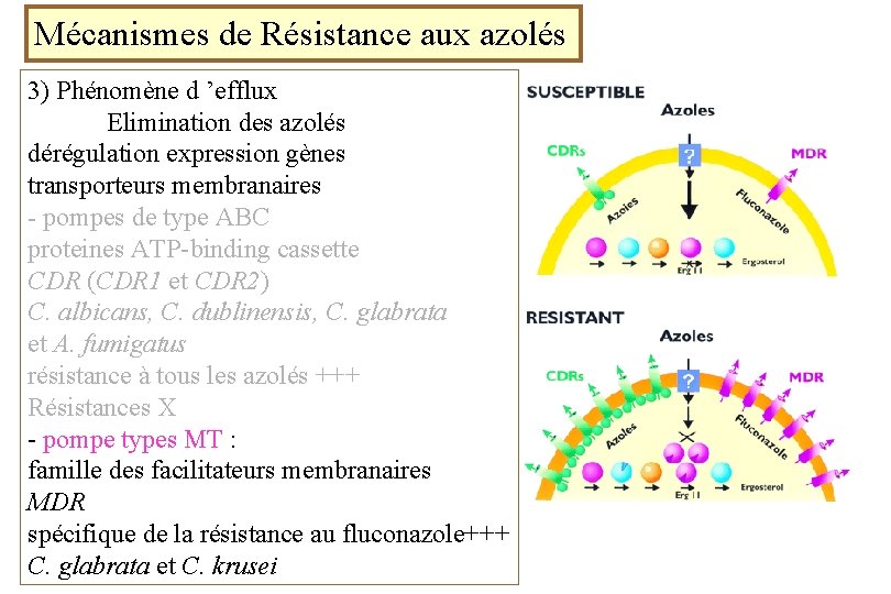 Mécanismes de Résistance aux azolés 3) Phénomène d ’efflux Elimination des azolés dérégulation expression