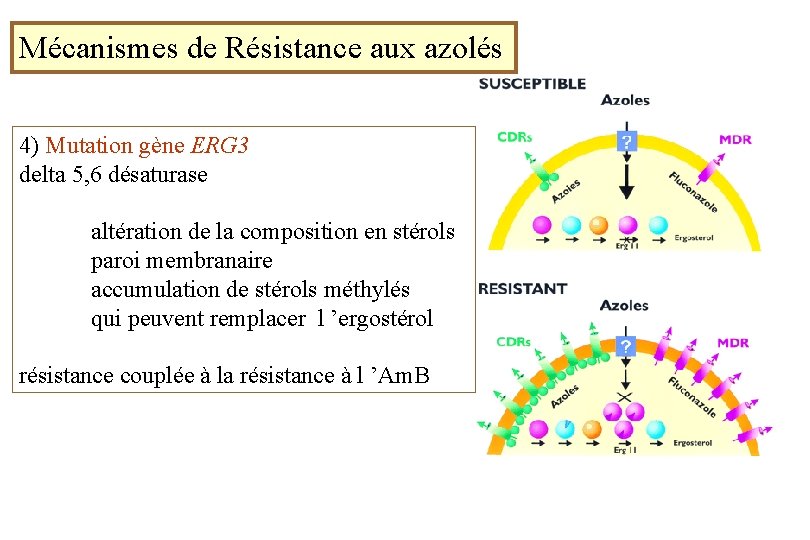Mécanismes de Résistance aux azolés 4) Mutation gène ERG 3 delta 5, 6 désaturase