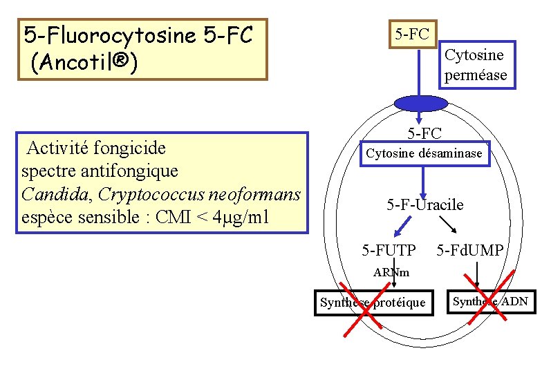5 -Fluorocytosine 5 -FC (Ancotil®) Activité fongicide spectre antifongique Candida, Cryptococcus neoformans espèce sensible
