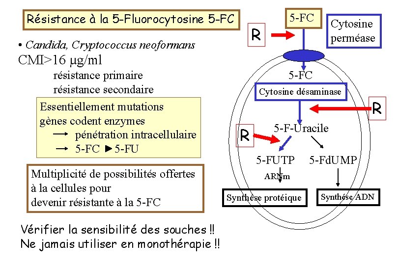 Résistance à la 5 -Fluorocytosine 5 -FC • Candida, Cryptococcus neoformans CMI>16 µg/ml résistance