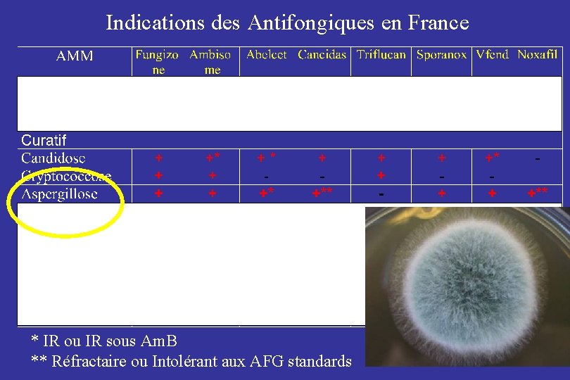 Indications des Antifongiques en France * IR ou IR sous Am. B ** Réfractaire