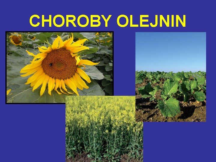 CHOROBY OLEJNIN 