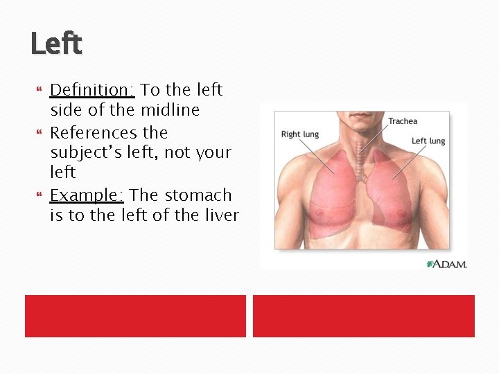 Left Definition: To the left side of the midline References the subject’s left, not