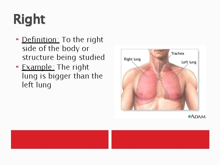Right Definition: To the right side of the body or structure being studied Example: