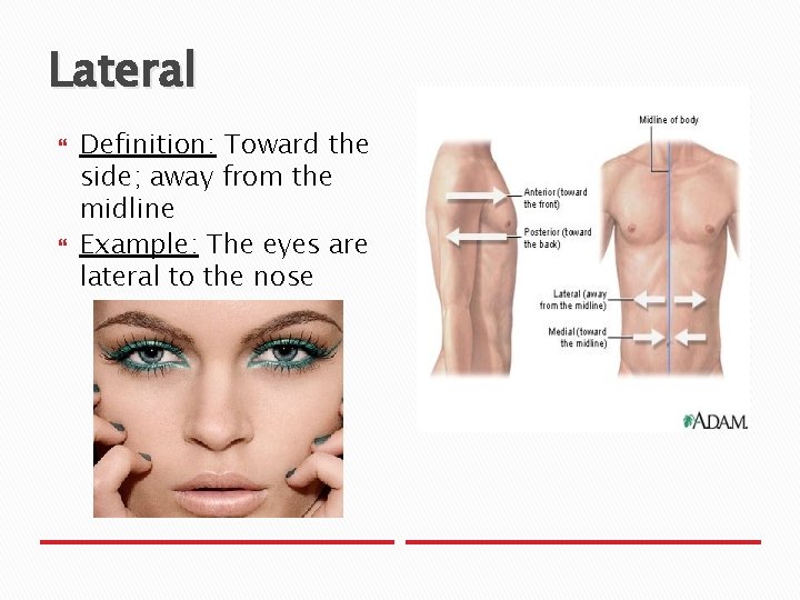 Lateral Definition: Toward the side; away from the midline Example: The eyes are lateral