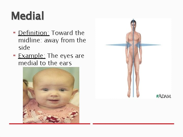 Medial Definition: Toward the midline: away from the side Example: The eyes are medial