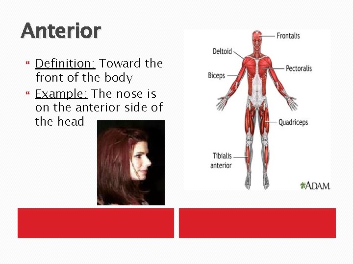 Anterior Definition: Toward the front of the body Example: The nose is on the