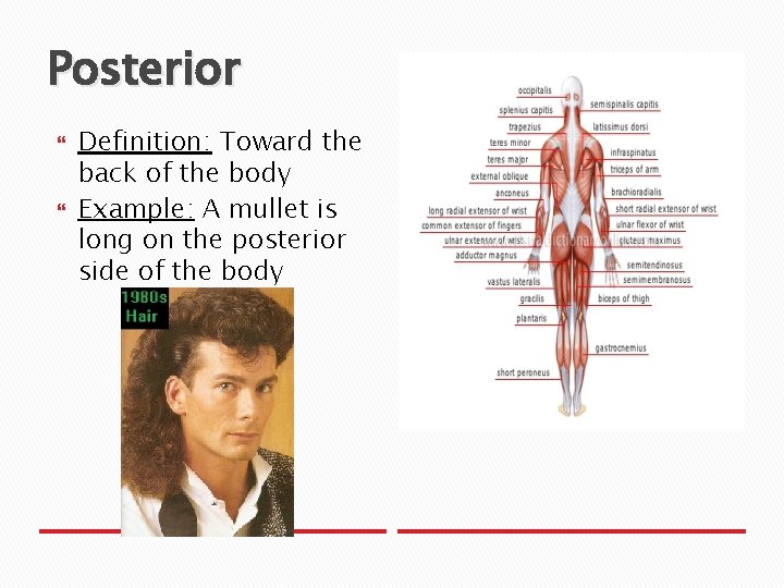 Posterior Definition: Toward the back of the body Example: A mullet is long on