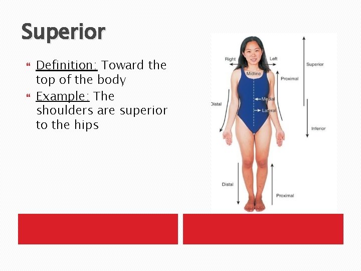 Superior Definition: Toward the top of the body Example: The shoulders are superior to