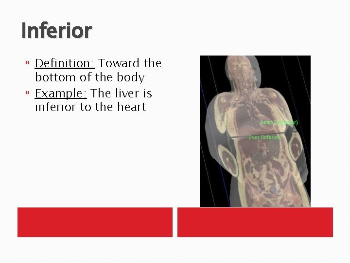Inferior Definition: Toward the bottom of the body Example: The liver is inferior to