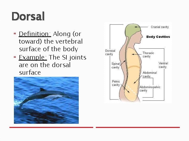 Dorsal Definition: Along (or toward) the vertebral surface of the body Example: The SI
