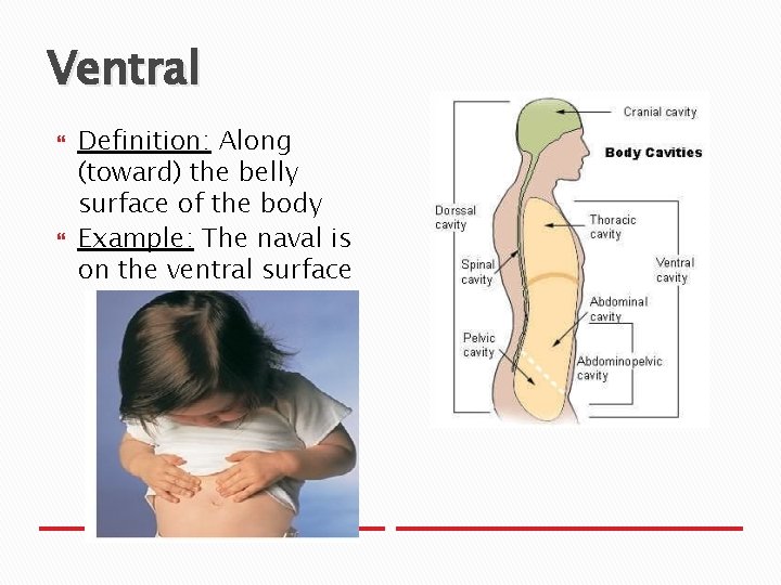 Ventral Definition: Along (toward) the belly surface of the body Example: The naval is