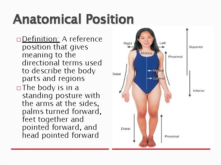 Anatomical Position � Definition: A reference position that gives meaning to the directional terms