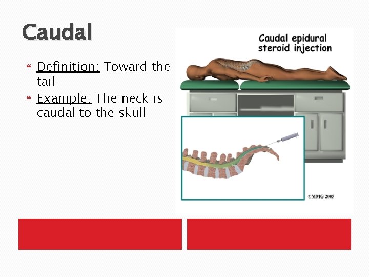 Caudal Definition: Toward the tail Example: The neck is caudal to the skull 