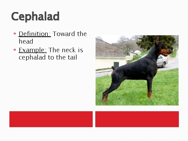 Cephalad Definition: Toward the head Example: The neck is cephalad to the tail 