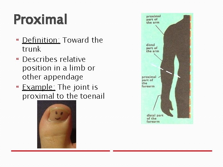 Proximal Definition: Toward the trunk Describes relative position in a limb or other appendage