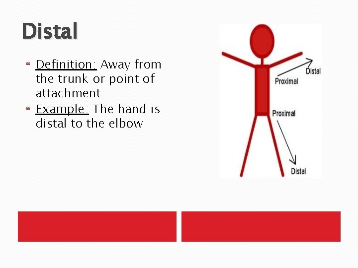 Distal Definition: Away from the trunk or point of attachment Example: The hand is
