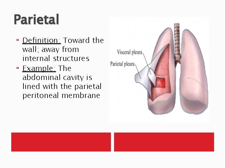 Parietal Definition: Toward the wall; away from internal structures Example: The abdominal cavity is
