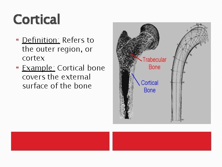 Cortical Definition: Refers to the outer region, or cortex Example: Cortical bone covers the
