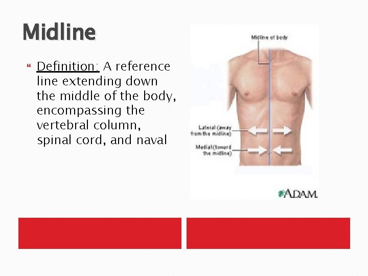 Midline Definition: A reference line extending down the middle of the body, encompassing the