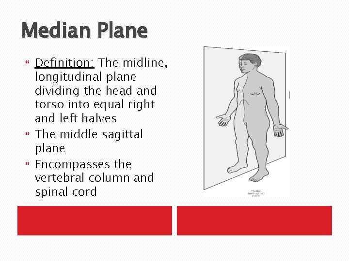 Median Plane Definition: The midline, longitudinal plane dividing the head and torso into equal