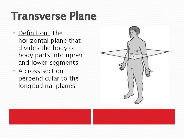Transverse Plane Definition: The horizontal plane that divides the body or body parts into