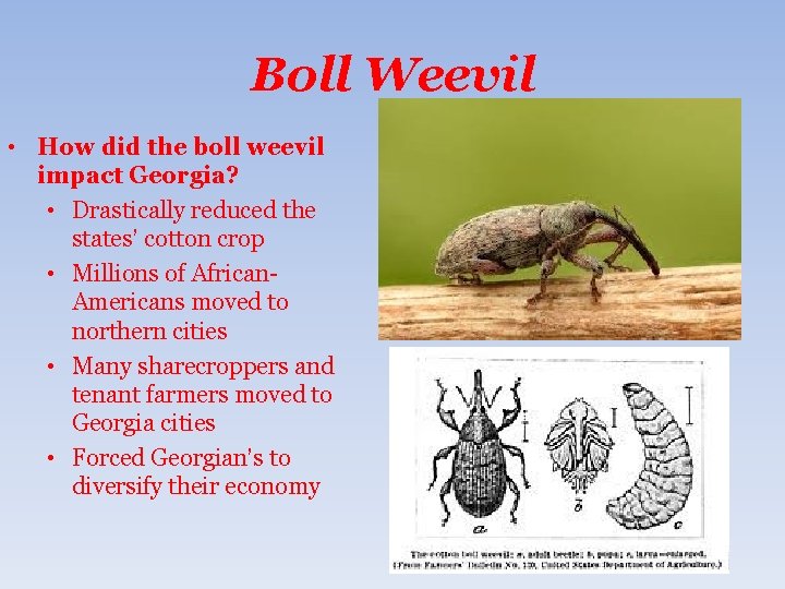 Boll Weevil • How did the boll weevil impact Georgia? • Drastically reduced the