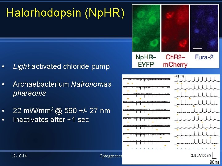 Halorhodopsin (Np. HR) • Light-activated chloride pump • Archaebacterium Natronomas pharaonis • • 22