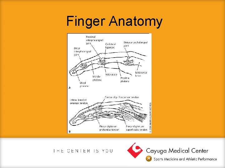 Finger Anatomy 