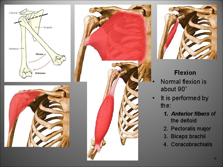 Flexion • Normal flexion is about 90° • It is performed by the: 1.