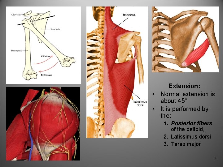 Extension: • Normal extension is about 45° • It is performed by the: 1.