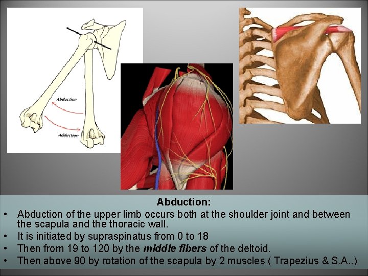  • • Abduction: Abduction of the upper limb occurs both at the shoulder