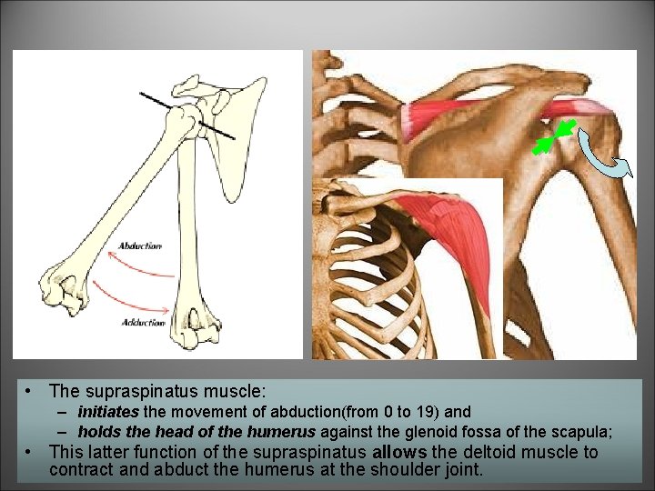  • The supraspinatus muscle: – initiates the movement of abduction(from 0 to 19)