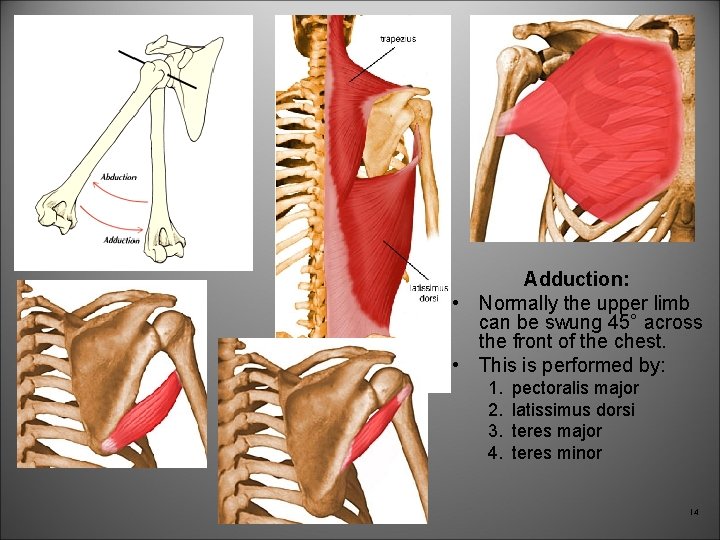 Adduction: • Normally the upper limb can be swung 45° across the front of